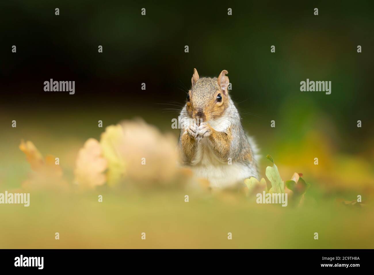 In der Nähe von eine niedliche graue Eichhörnchen essen von Muttern. Herbst in Großbritannien. Stockfoto