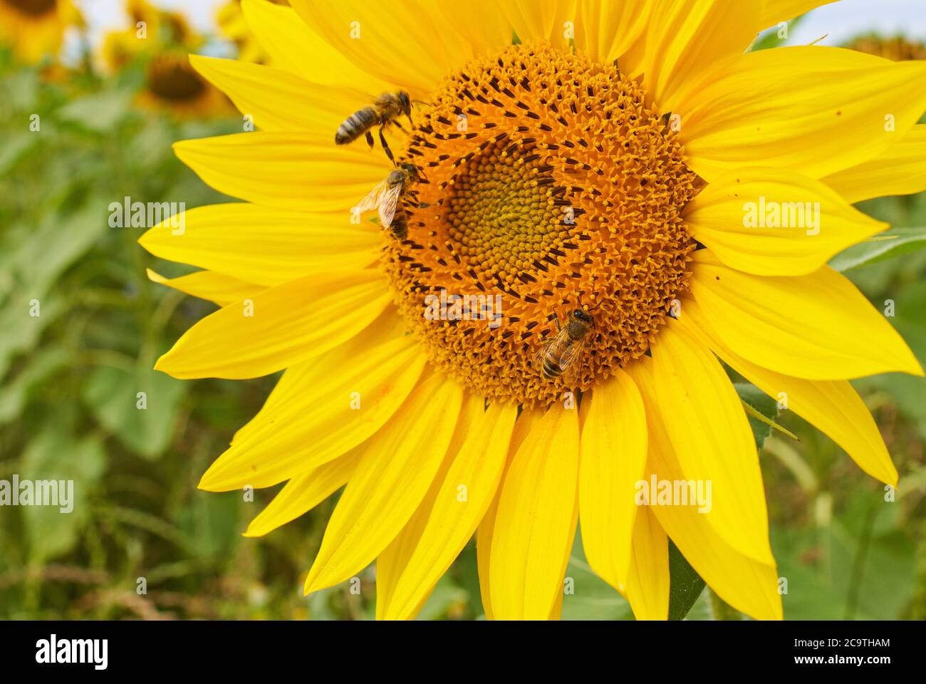 Pfaffenhofen a.d.Ilm, Deutschland, 2. August 2020, Sonnenblume in einem Feld mit Bienen © Peter Schatz / Alamy Live News Stockfoto