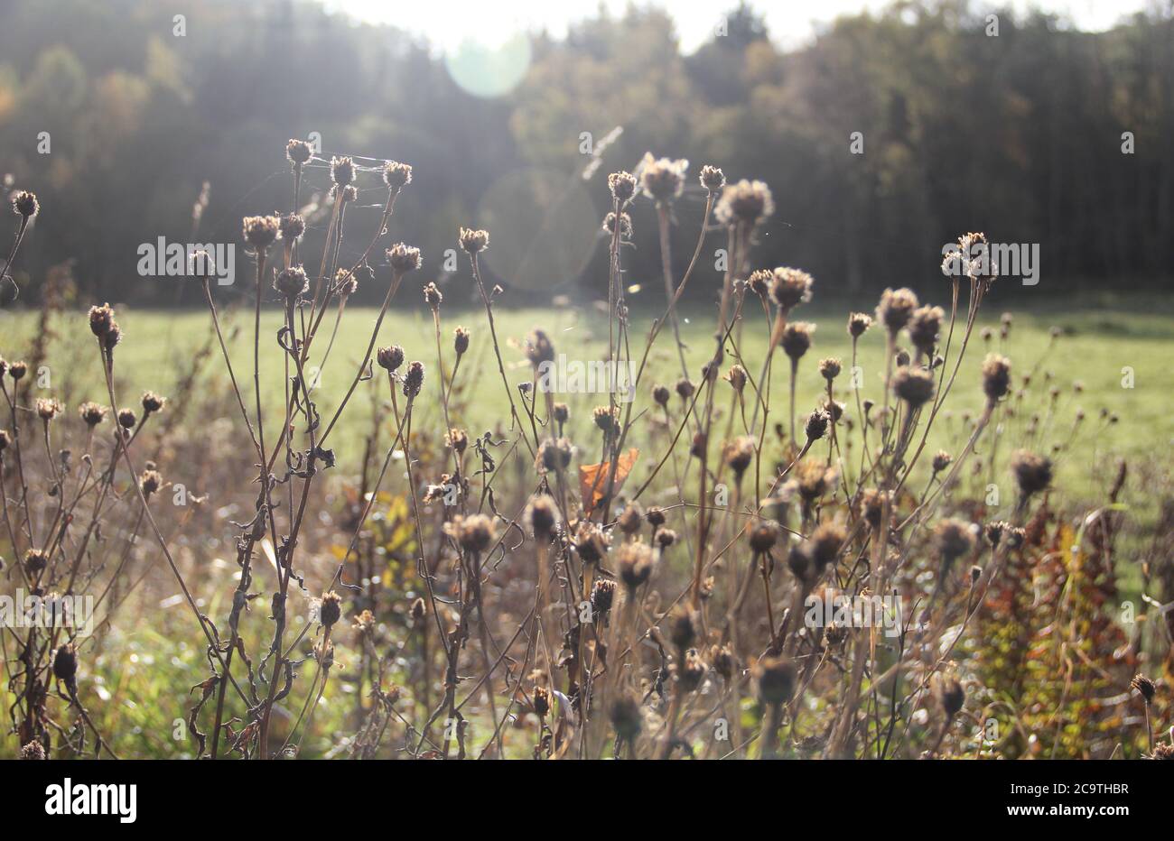 Entlang des West Highland Ways im November in Schottland. Stockfoto