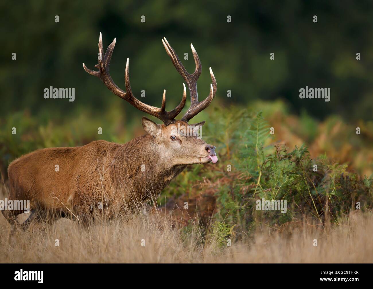 Nahaufnahme eines Rothirschhirsches, der während der Brunftzeit im Herbst in Großbritannien aus der Zunge ragt, während er Hinden jagt. Stockfoto