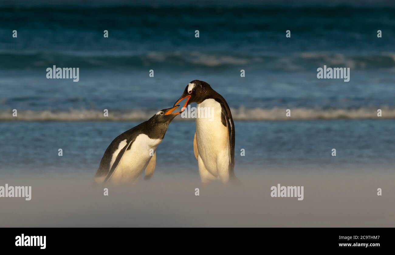 Nahaufnahme eines Gentoo-Pinguins, der Küken an einem Sandstrand auf den Falkland-Inseln füttert. Stockfoto