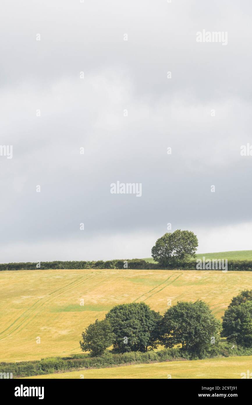 Etwas bedrohlich aussehende dunkle Wolkenformation siedelte über einem entfernten Hangfeld / Ackerland in Großbritannien. Für britische Farmin, sammeln Sturmwolken Stockfoto