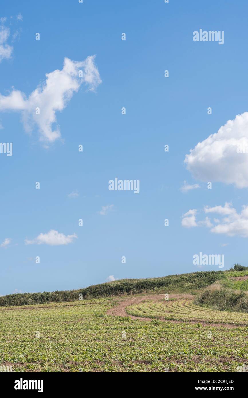 Flauschige Wolkenbildung in blauem Himmel über entferntem Hangfeld / Ackerland in Großbritannien. Stockfoto