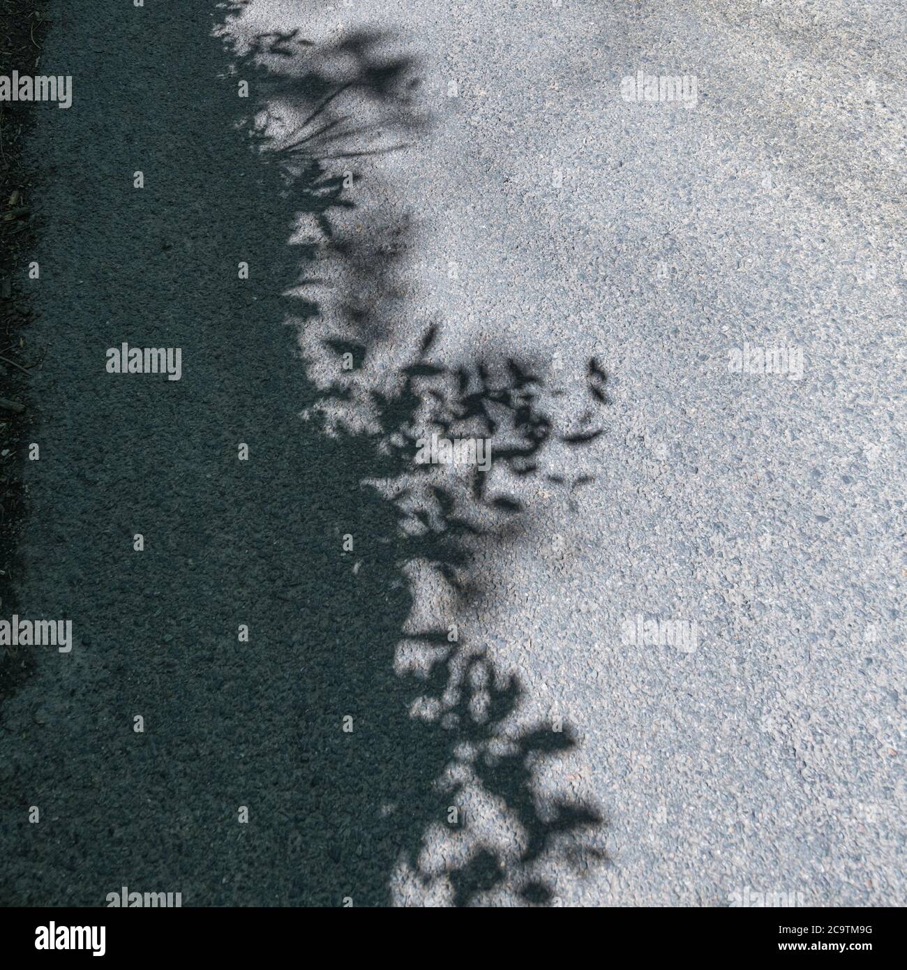 Fast monochromatisches Bild von Sonne überhängenden Blattschatten auf einer ländlichen kornischen Landstraße getuckt. Getupptes Licht Blätter, in den Schatten. Stockfoto