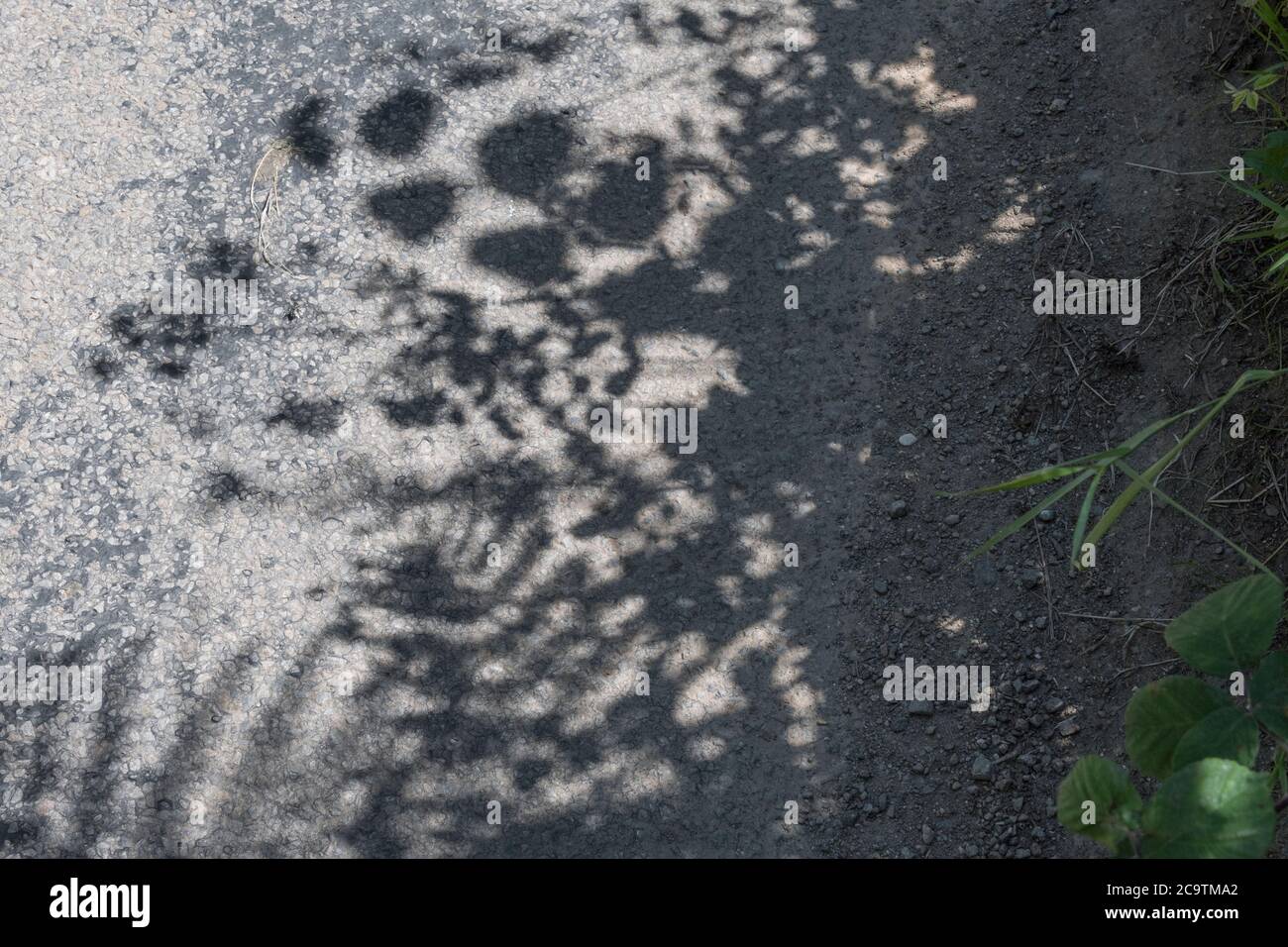 Fast monochromatisches Bild von Sonne überhängenden Blattschatten auf einer ländlichen kornischen Landstraße getuckt. Getupptes Licht Blätter, in den Schatten. Stockfoto