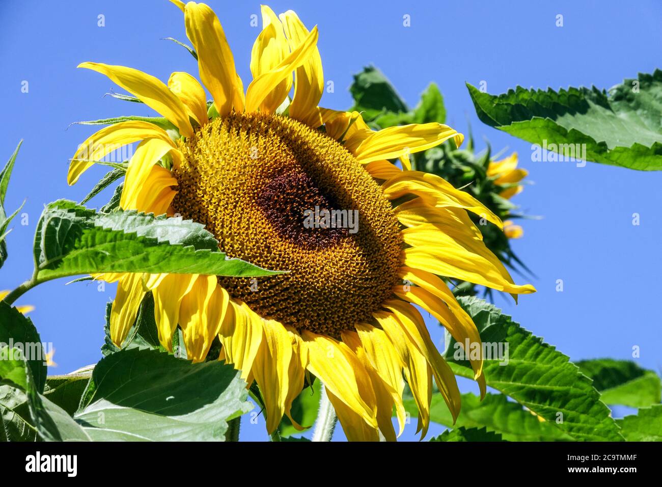 Sonnenblumenblau Hintergrund Stockfoto
