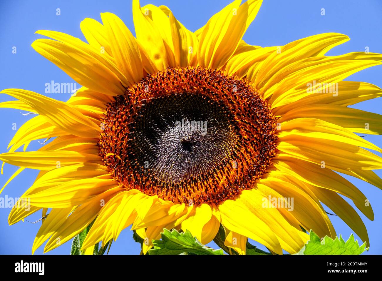 Sonnenblume eine einjährige Pflanze mit einem großen Gänseblümchen-ähnlichen Blütengesicht Stockfoto