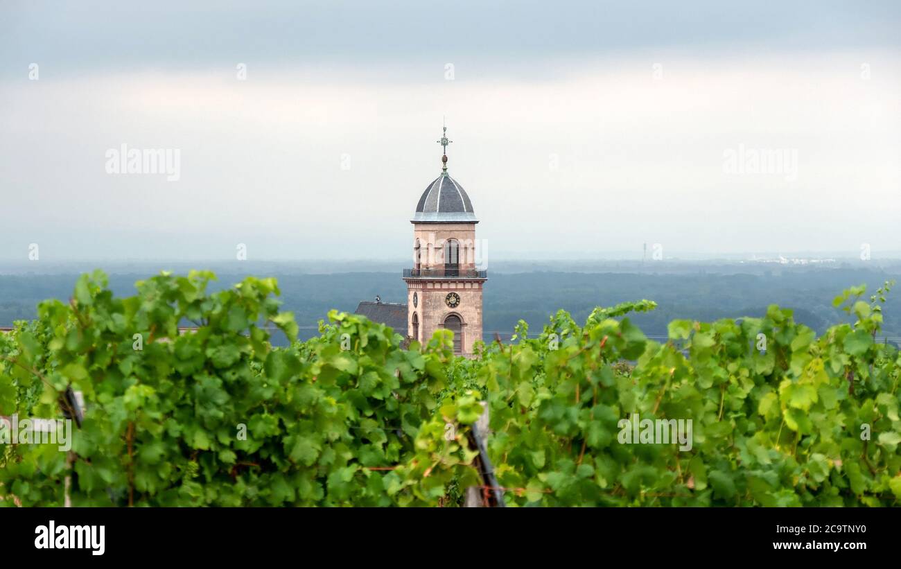 Kirchturm ragt aus den Reben Stockfoto