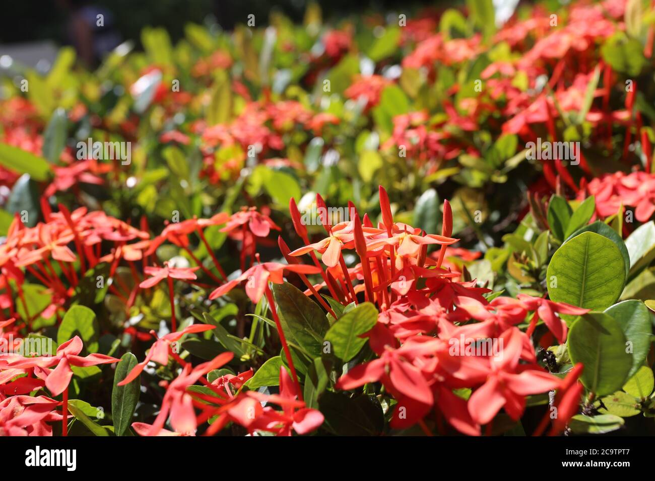 Rosa Blumen auf einem grünen Busch in xcaret Resort in mexiko Stockfoto