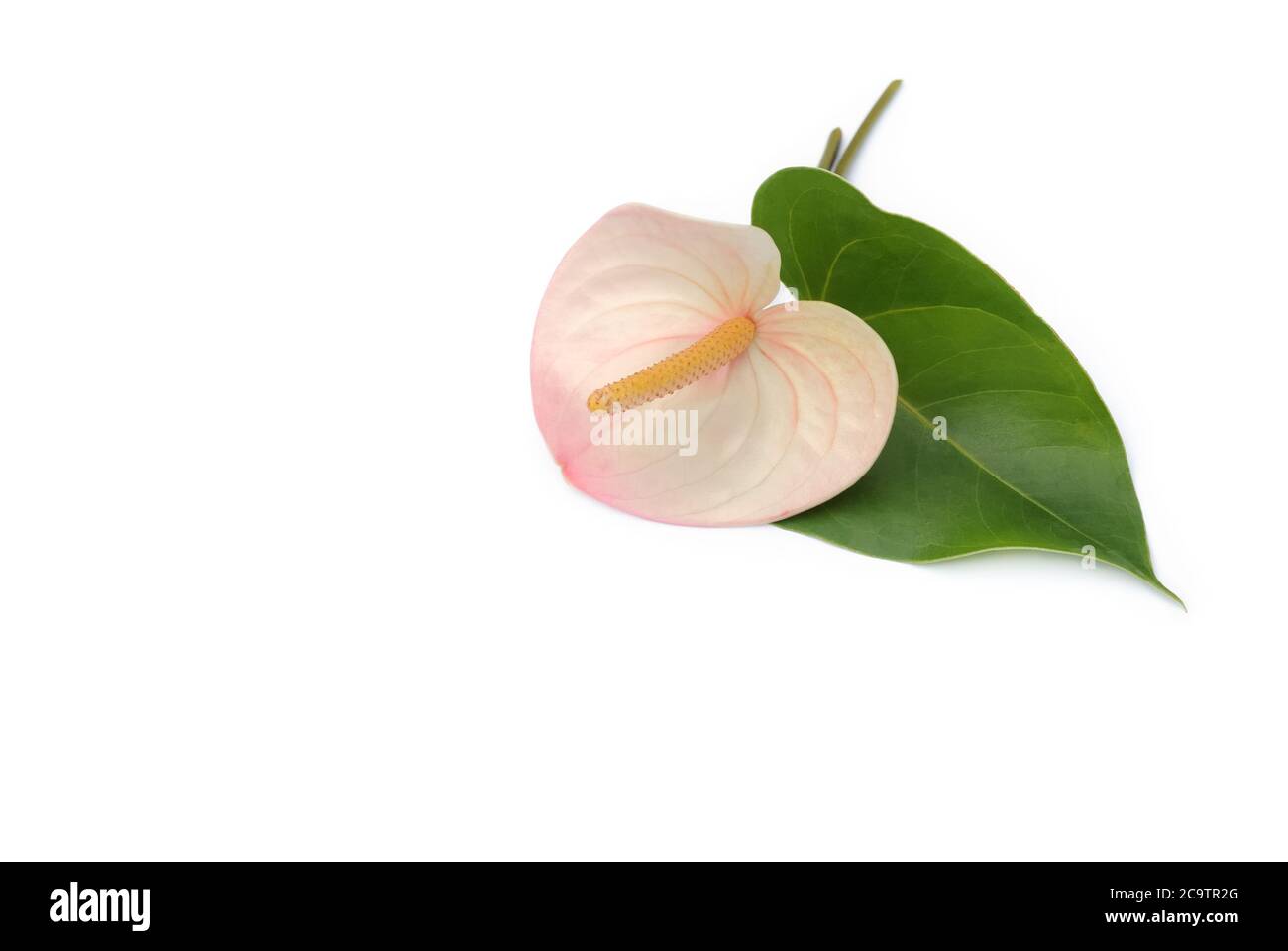 Isolierte Blume liegen auf weißem Hintergrund Stockfoto