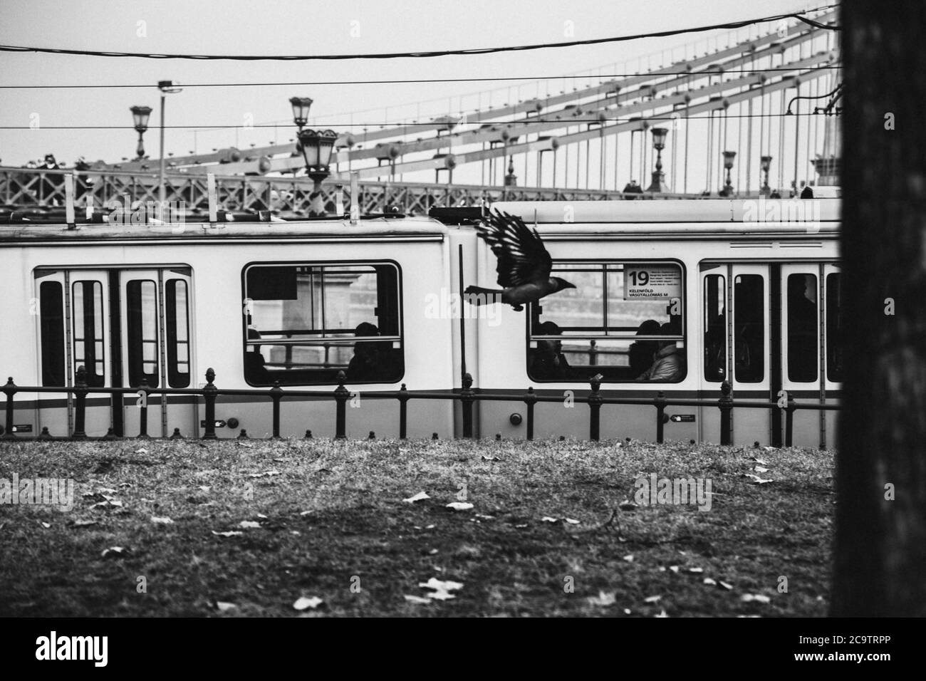 Alte Straßenbahn am Donauufer in Budapest, Ungarn. Krähe fliegt in der Nähe der Straßenbahn, Liberty Bridge im Hintergrund. Schwarz und Weiß Stockfoto