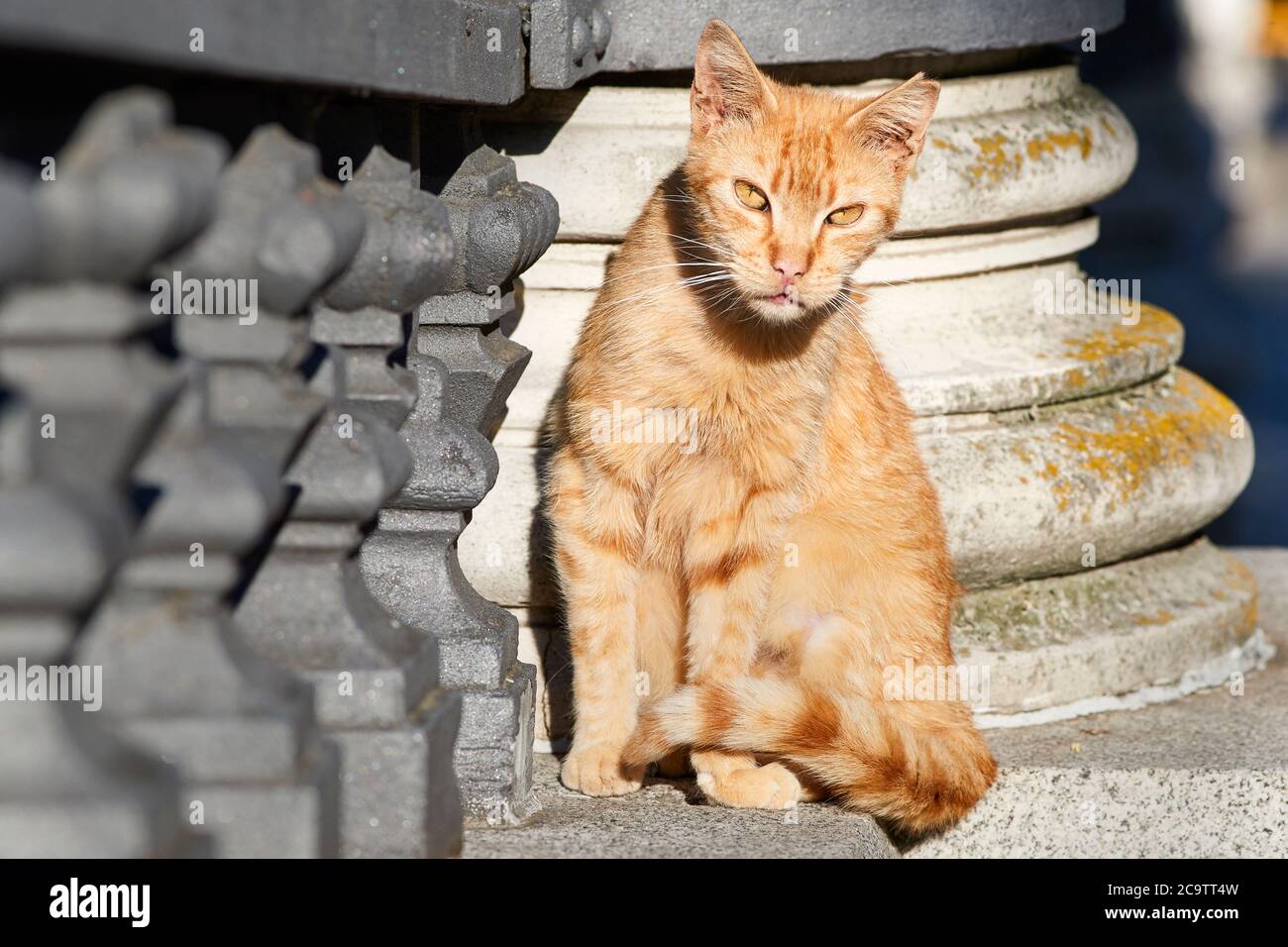 Streunende Katze sitzt an einer Wand in Madrid, Spanien. Stockfoto