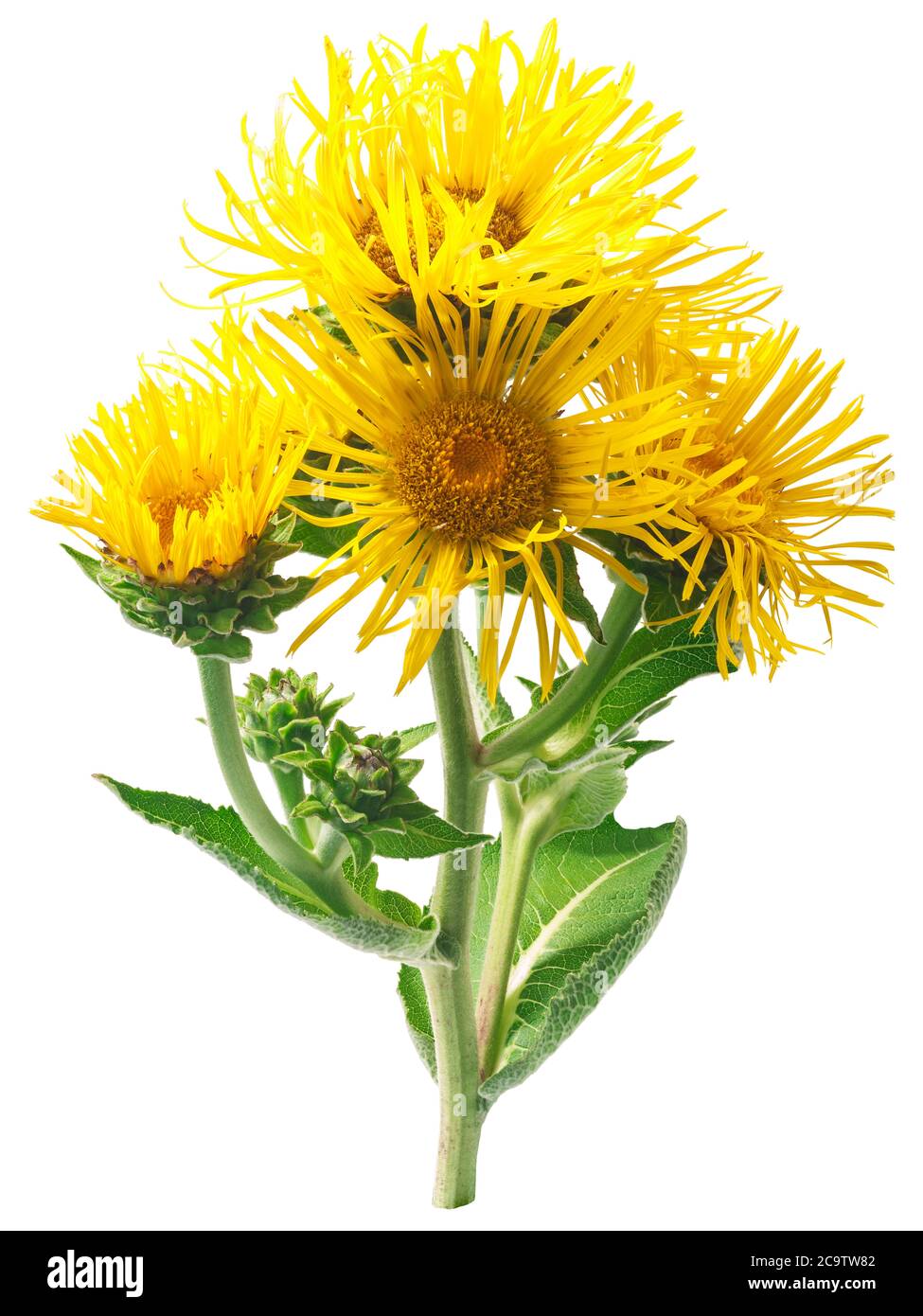 Elektampan (Inula helenium) blühende Pflanze, isoliert Stockfoto