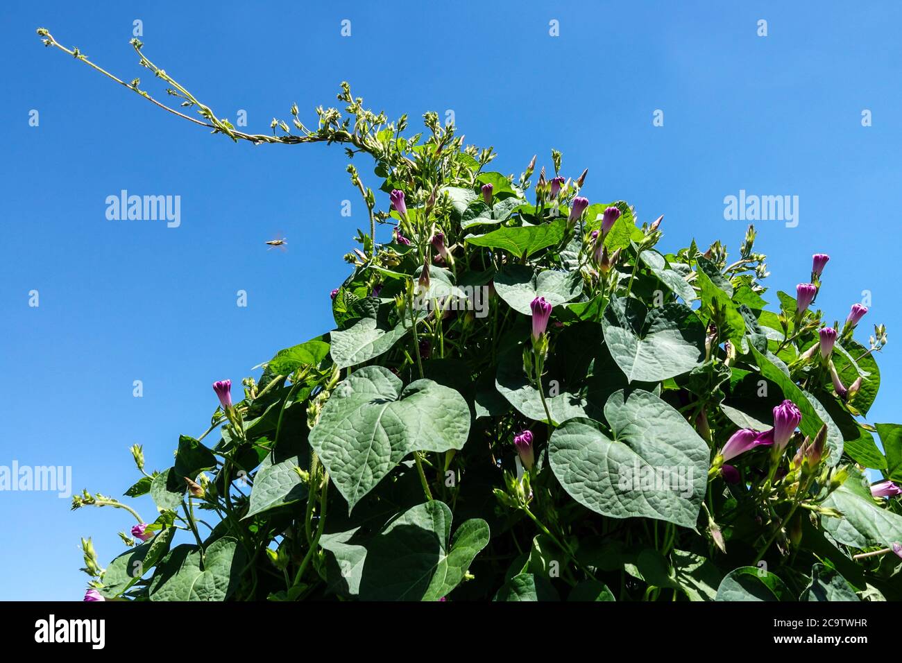 Tall Morning Glory Ipomoea purpurea 'Opa Ott's' Stockfoto