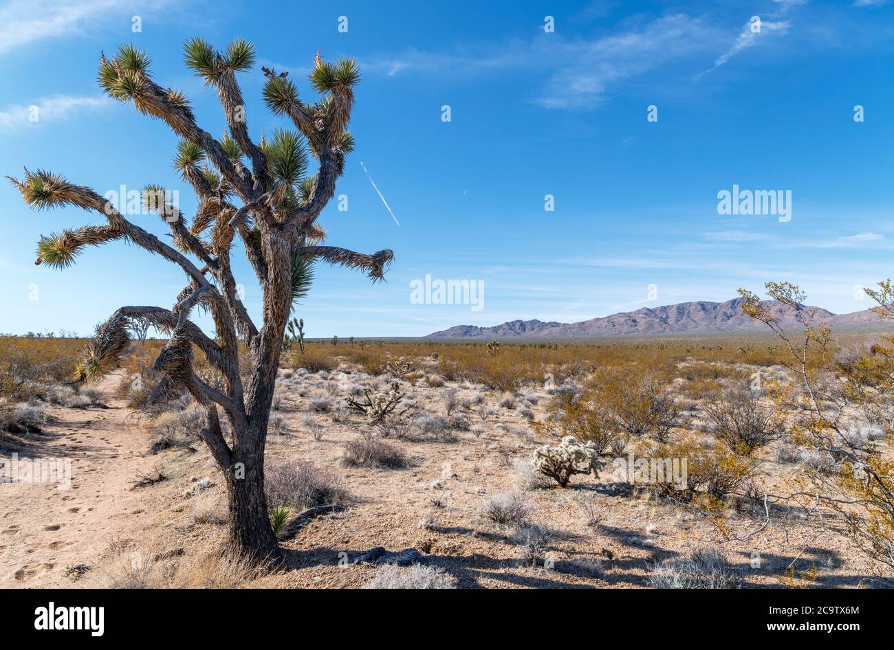 Joshua-Baum (Yucca brevifolia) im Mojave National Preserve, Mojave Desert, Kalifornien, USA Stockfoto