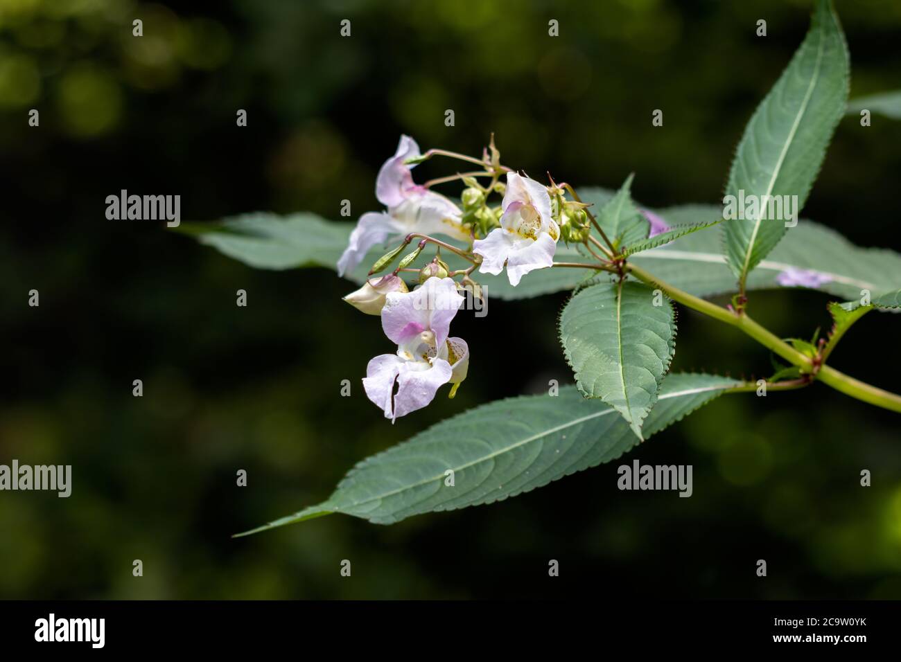 Himalaya-Balsam (Impatiens glandurifera) Blüten und Samenkapseln Stockfoto