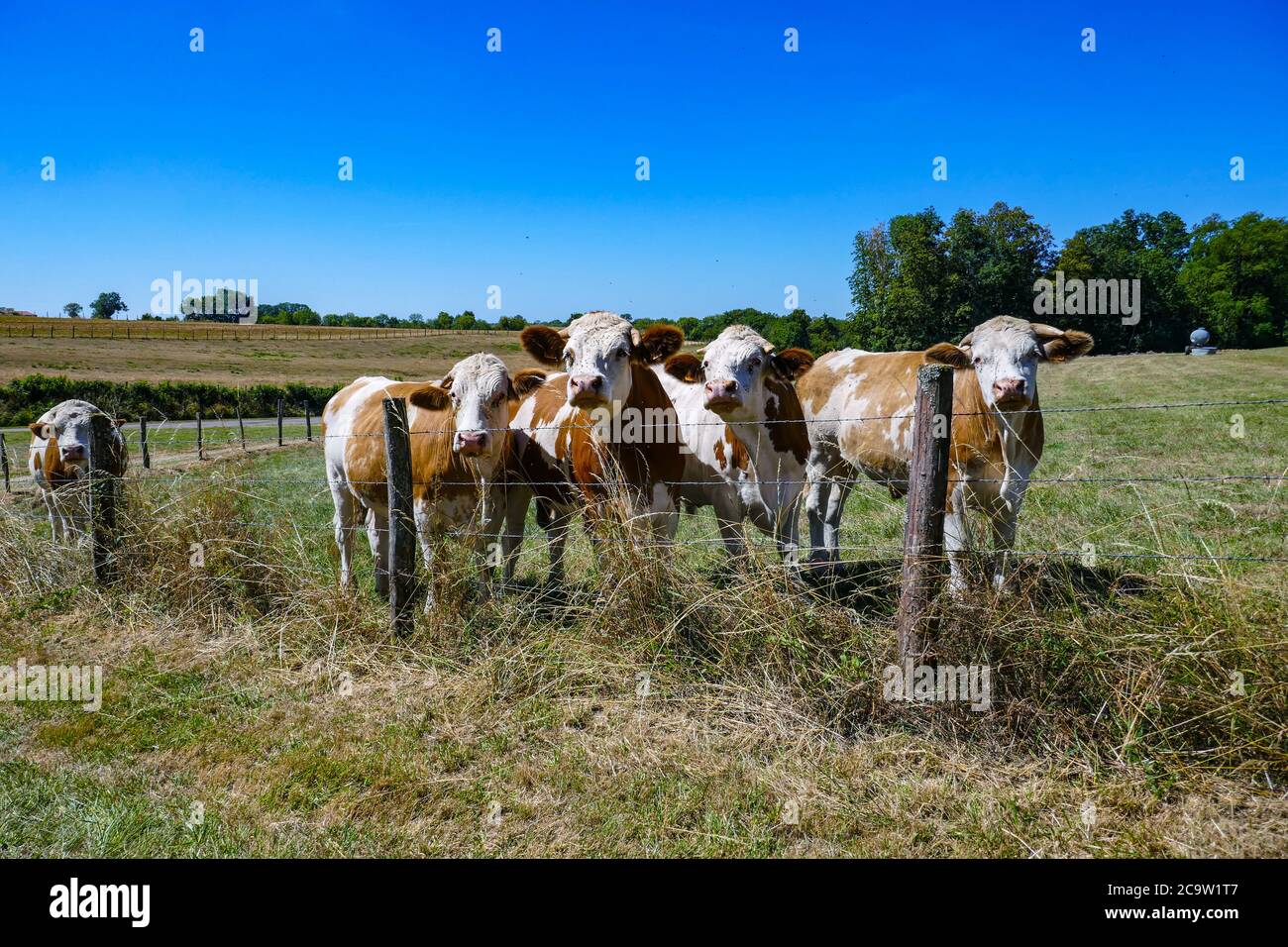 Fünf braune und weiße Kühe, Brown Holstein, hinter einem Drahtzaun, der die Kamera anschaut, Langres, Champagne, Frankreich Stockfoto