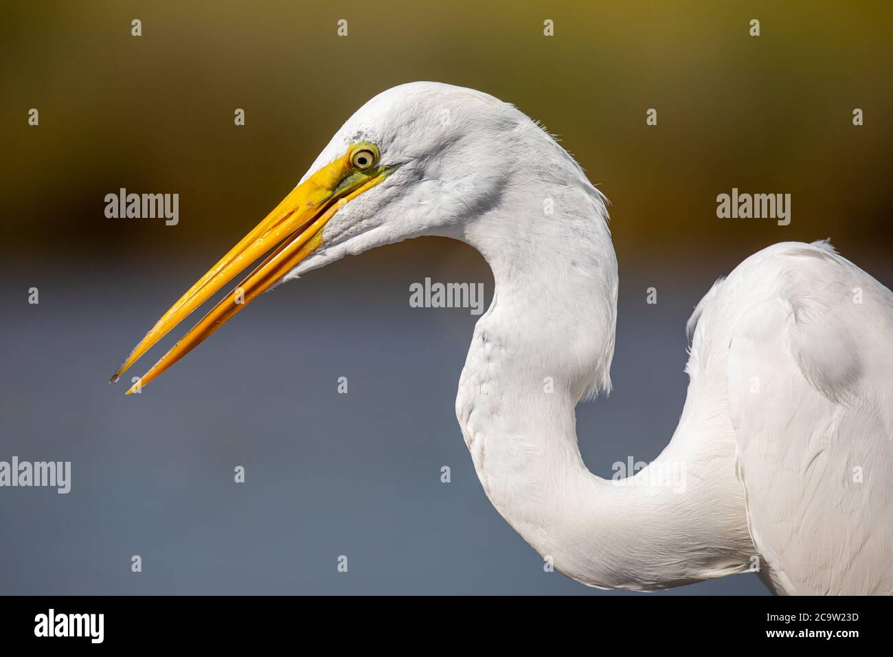 Nahaufnahme eines wunderschönen Great Egret (ardea alba) auf einem Dock Post. Großreiher wurden fast zum Aussterben gejagt wegen ihrer Federn, die waren Stockfoto