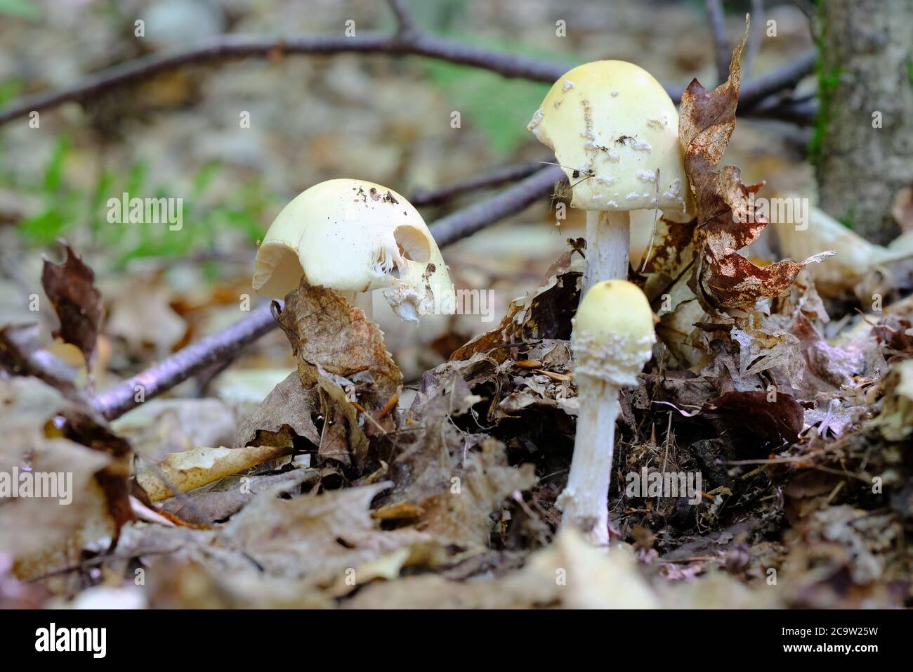 Zitronengelbe Haubenkappen von juveniler Amanita (Amanita muscaria var. formosa), teilweise gegessen, in einem Quebecer Wald, Val-des-Monts, Kanada. Stockfoto