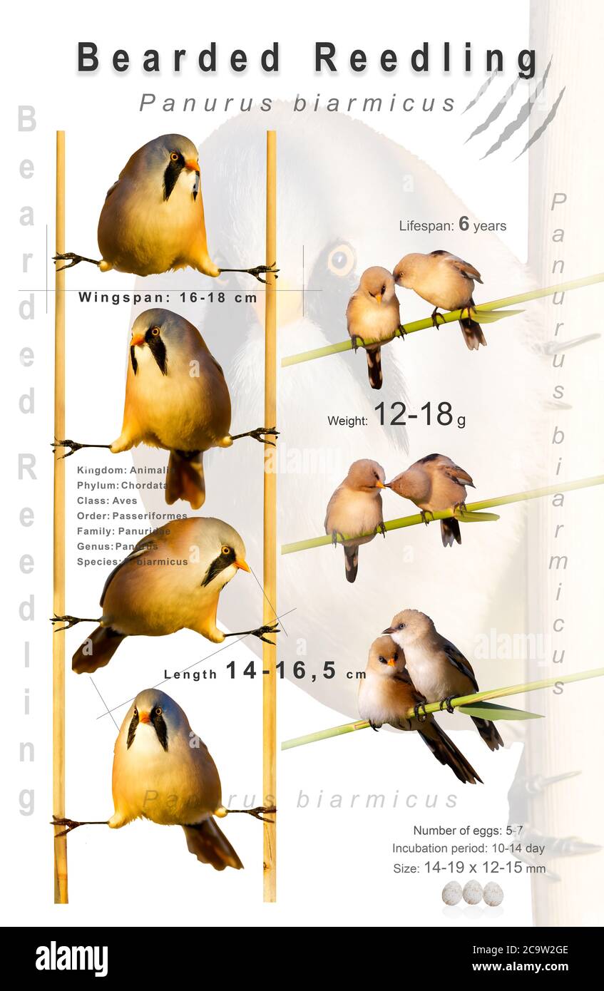 Vogelposter. Informationen über Vogelarten. Isolierte Bilder. Weißer Hintergrund. Vogel: Bärtige Zügelung. Stockfoto