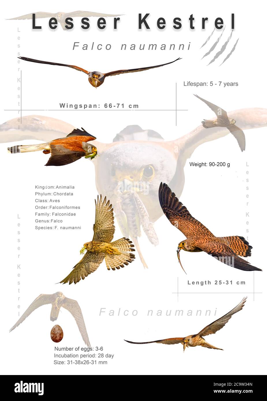 Featured image of post Falco Poster Kaufen / Eine große auswahl an postern und wandkunstwerken mit möglichkeit der qualitätseinrahmung.