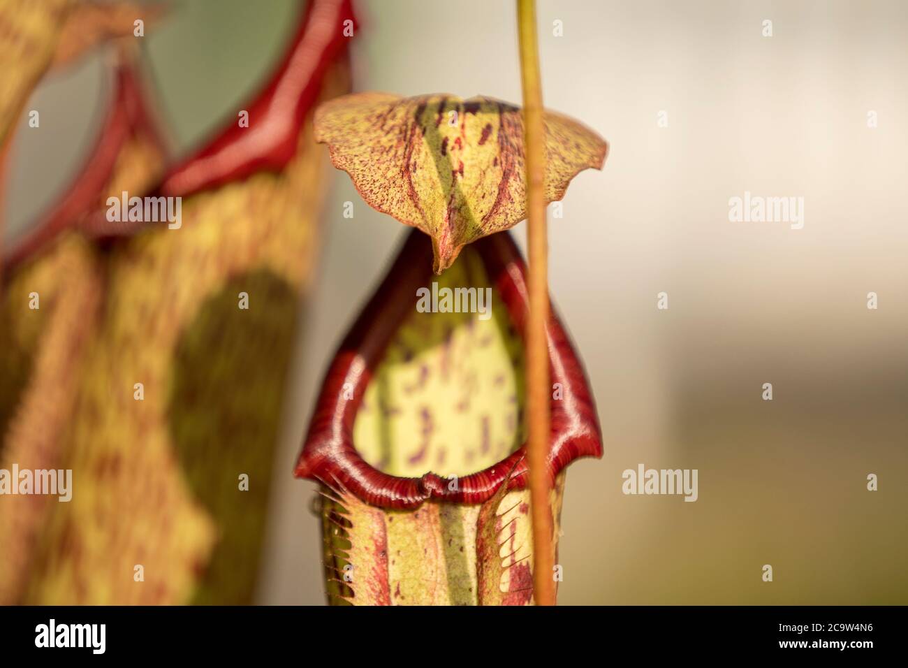 Fleischfressende Pflanze mit Kelch für Fliegen Stockfotografie - Alamy