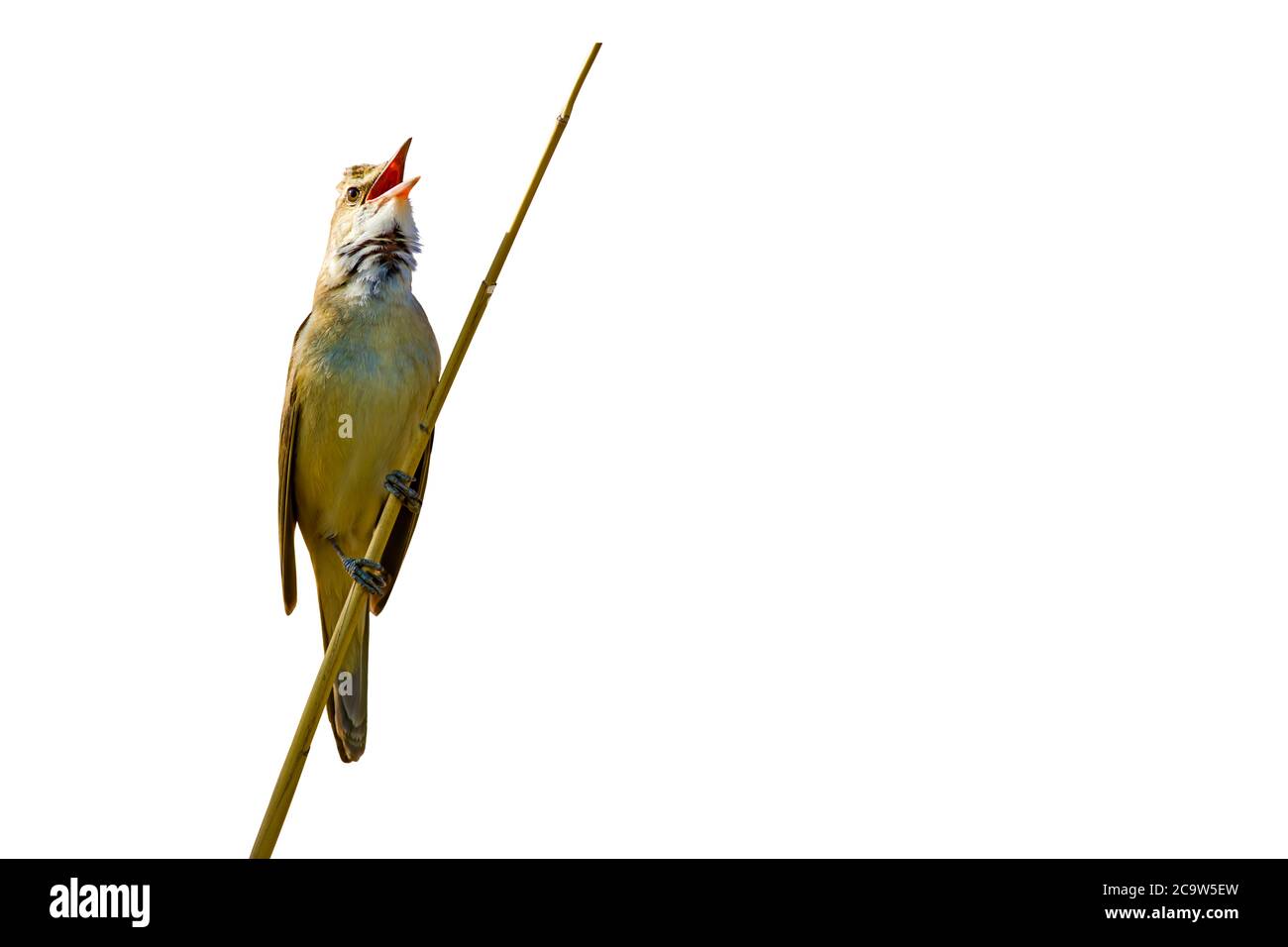 Isolierter Vogel. Singender Vogel. Weißer Hintergrund. Vogel: Großer Schilfrohrsänger. Acrocephalus arundinaceus. Stockfoto