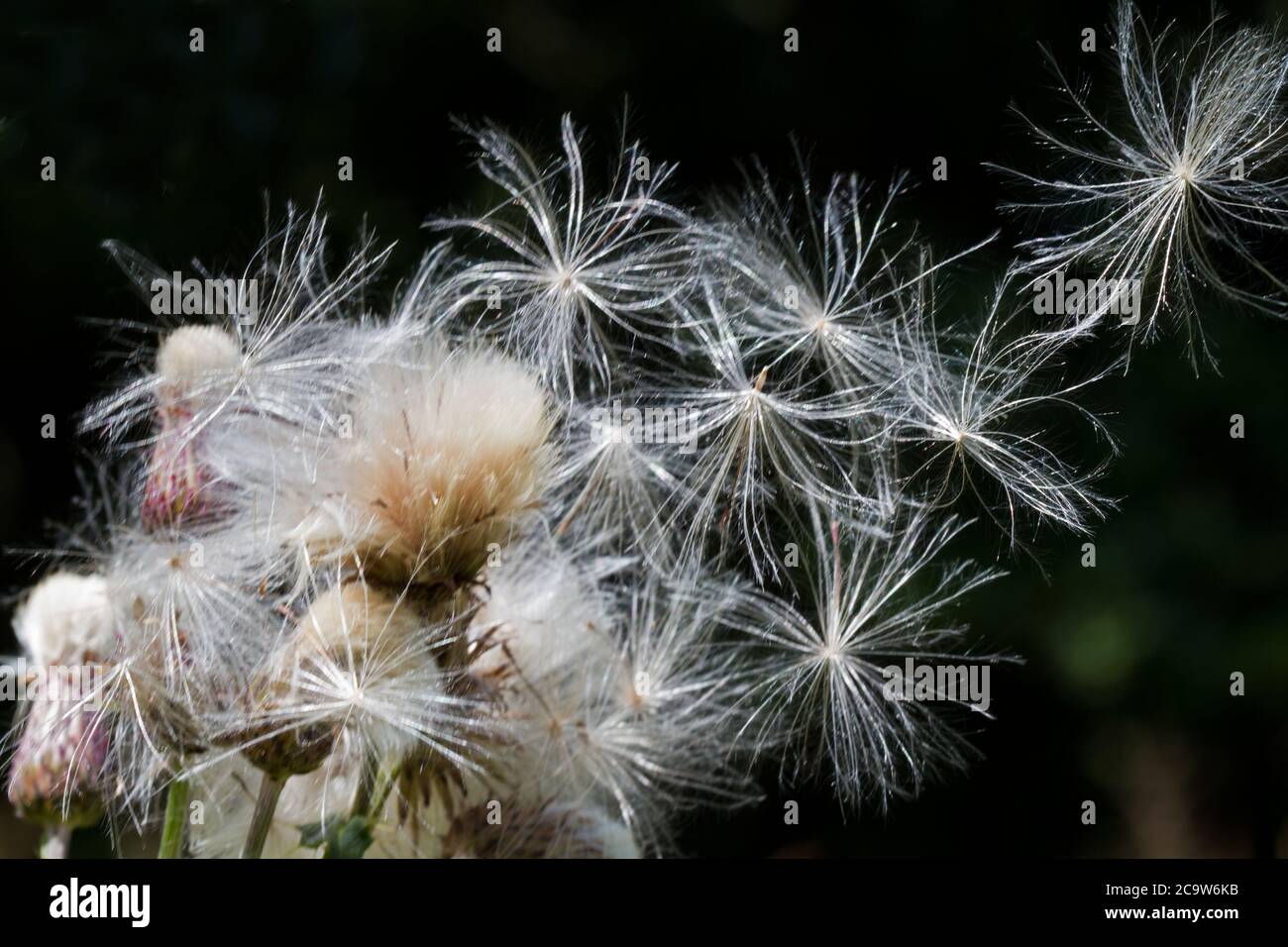 Flauschige Samen eines Thistles, thistledown, vom Wind weggeblasen Stockfoto