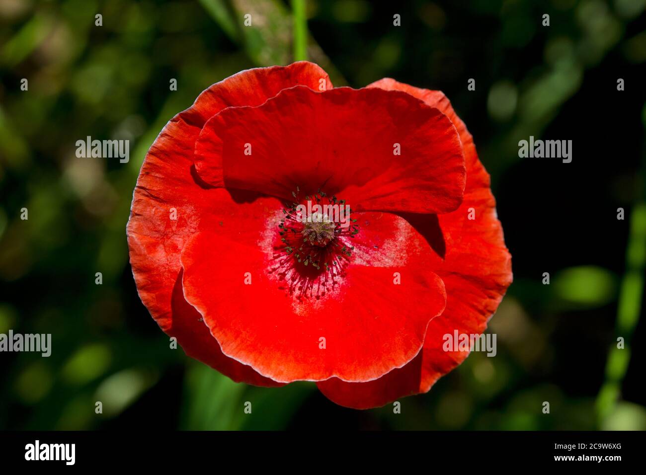 Nahaufnahme der leuchtend roten Blume des Mohns, auch bekannt als Flanderns Mohnblume Stockfoto