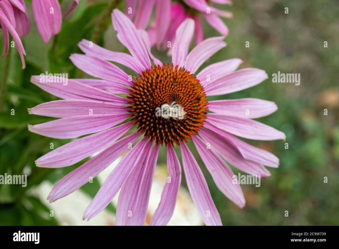 Eine Biene auf einer Echinacea Blume, im Freien Stockfoto