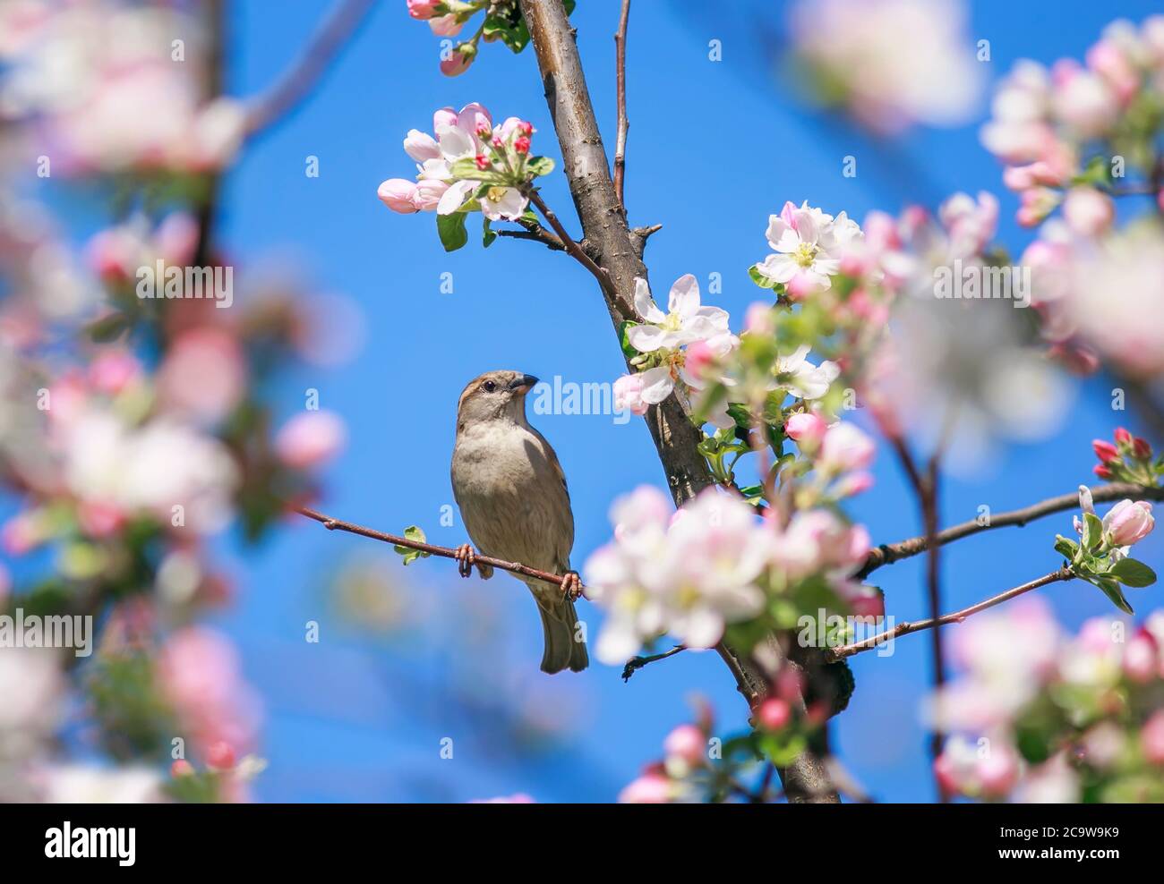 Sperling Vogel sitzt auf blühenden Ästen rosa Apfelbaum gegen blauen Himmel im Frühjahr sonnigen Garten Stockfoto