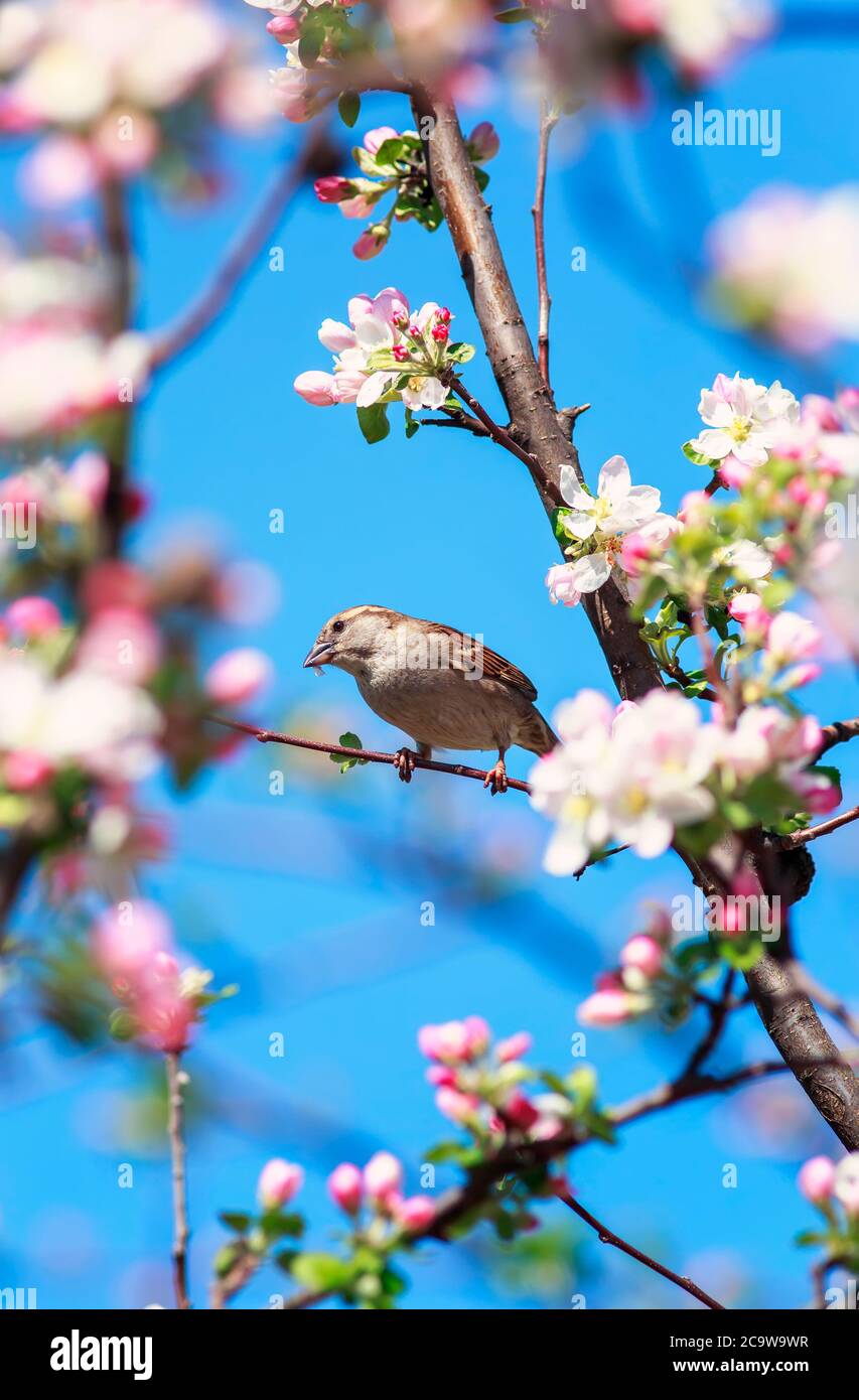 Natur mit einem Sperling Vogel, der auf Ästen eines blühenden rosa Apfelbaums vor einem blauen Himmel in einem sonnigen Garten im Frühling sitzt Stockfoto