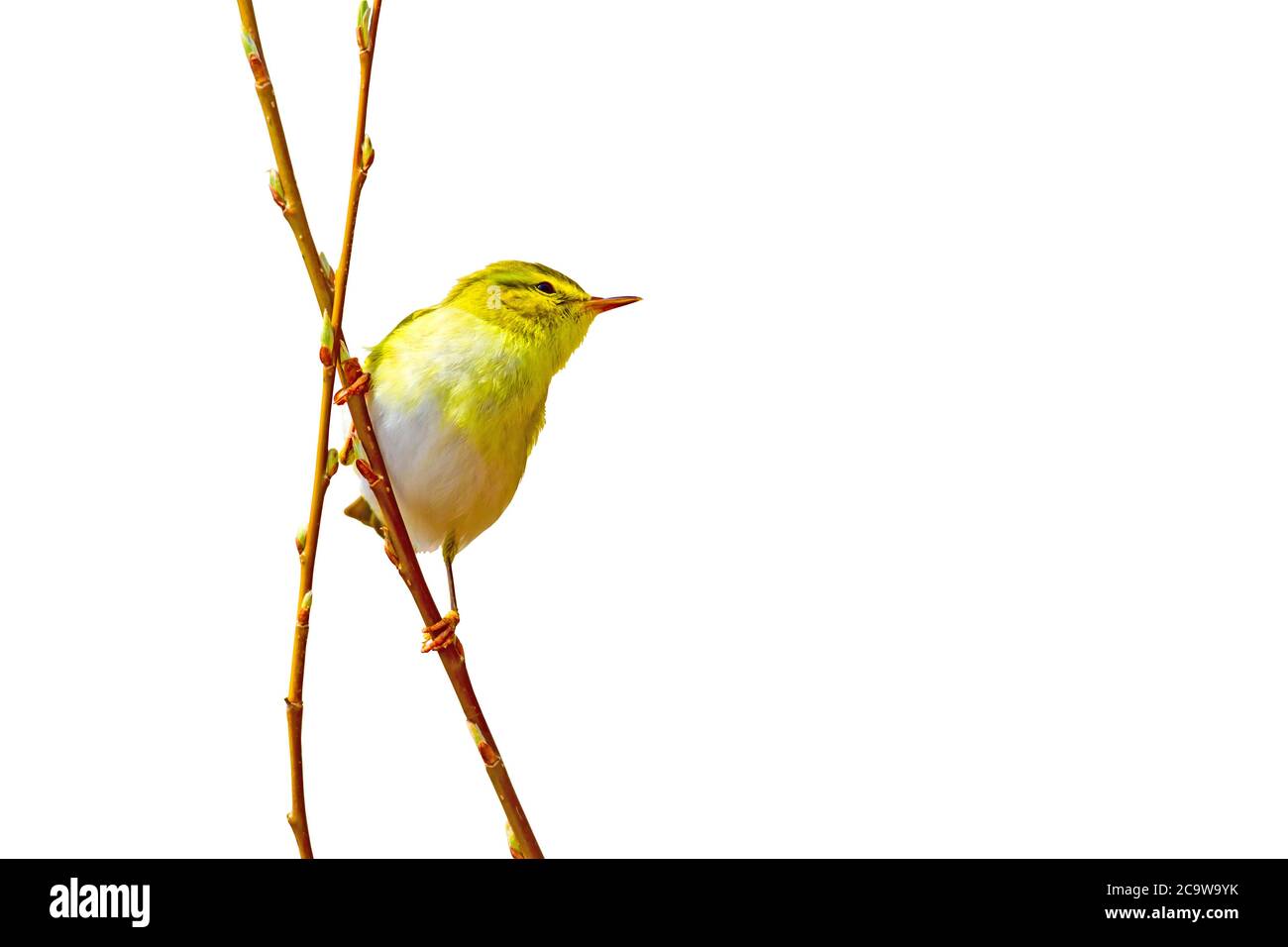 Niedlicher kleiner gelber Vogel. Isolierter Vogel. Weißer Hintergrund. Vogel:  Waldsänger. Phylloscopus sibilatrix Stockfotografie - Alamy
