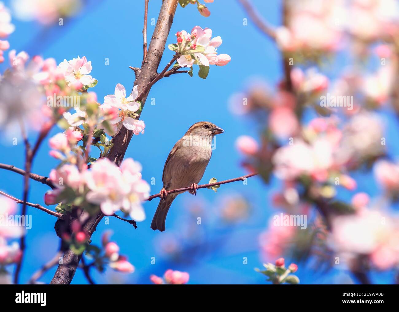 Sperling Vogel, der auf Ästen eines blühenden rosa Apfelbaums gegen einen blauen Himmel in einem sonnigen Garten im Frühling sitzt Stockfoto