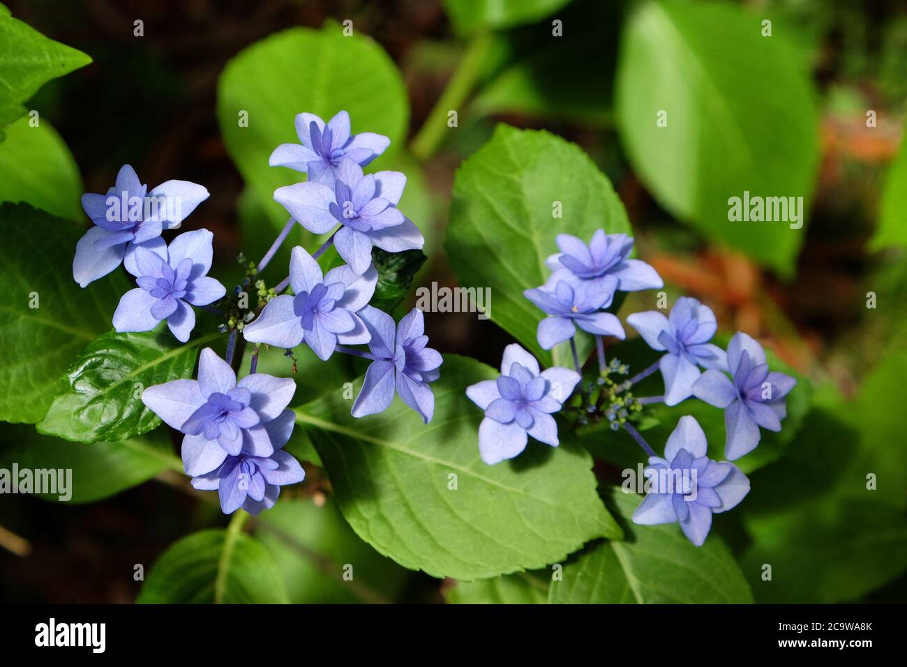 Blaue Spitzenkappe Hydrangea macrophylla 'Hanabi' in Blüte Stockfoto
