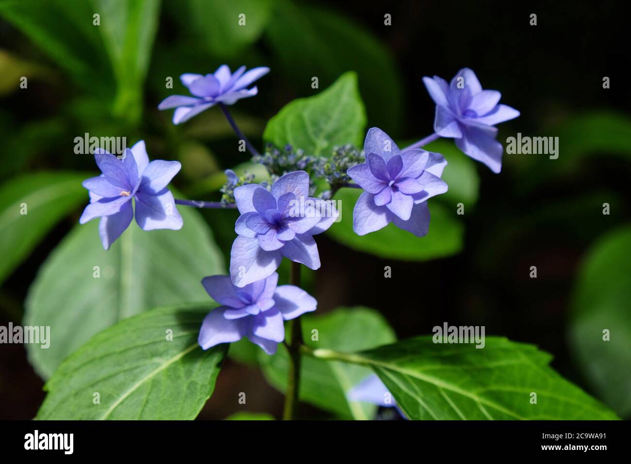 Blaue Spitzenkappe Hydrangea macrophylla 'Hanabi' in Blüte Stockfoto