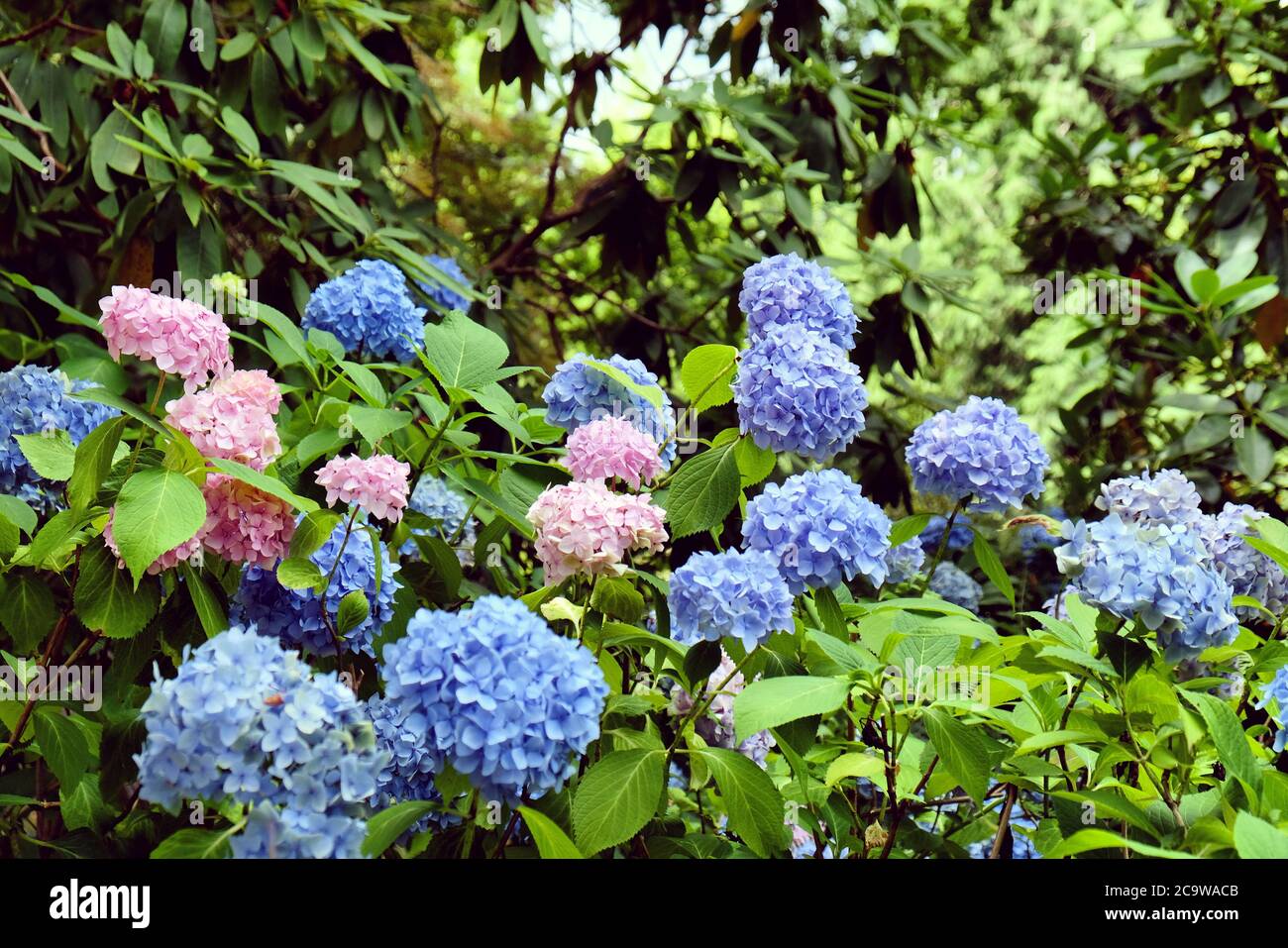 Blauer Mophead Hydrangea macrophylla in Blüte Stockfoto