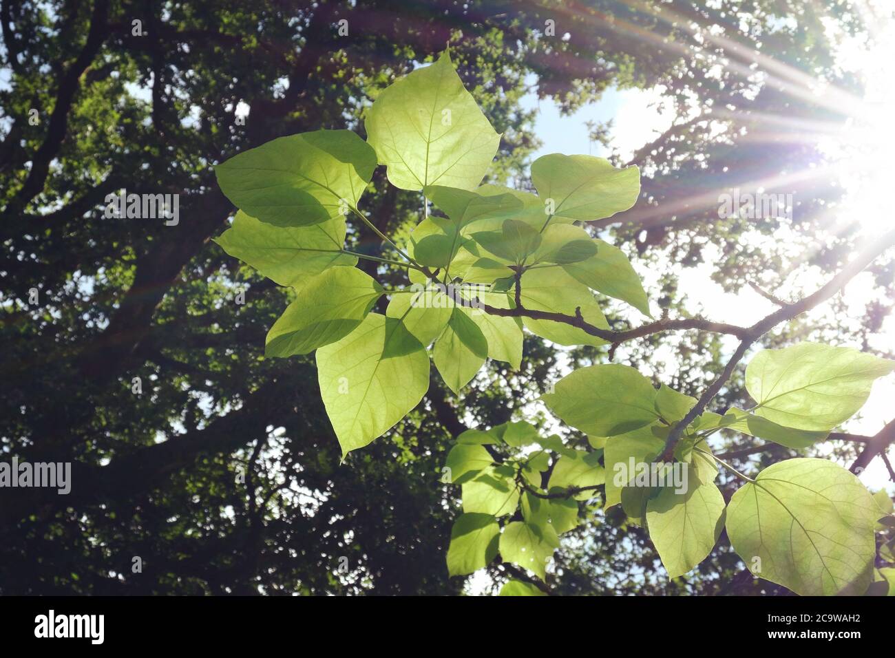 Catalpa bignonioides 'Aurea' Baum oder Indian Bean Tree im Sonnenlicht Stockfoto