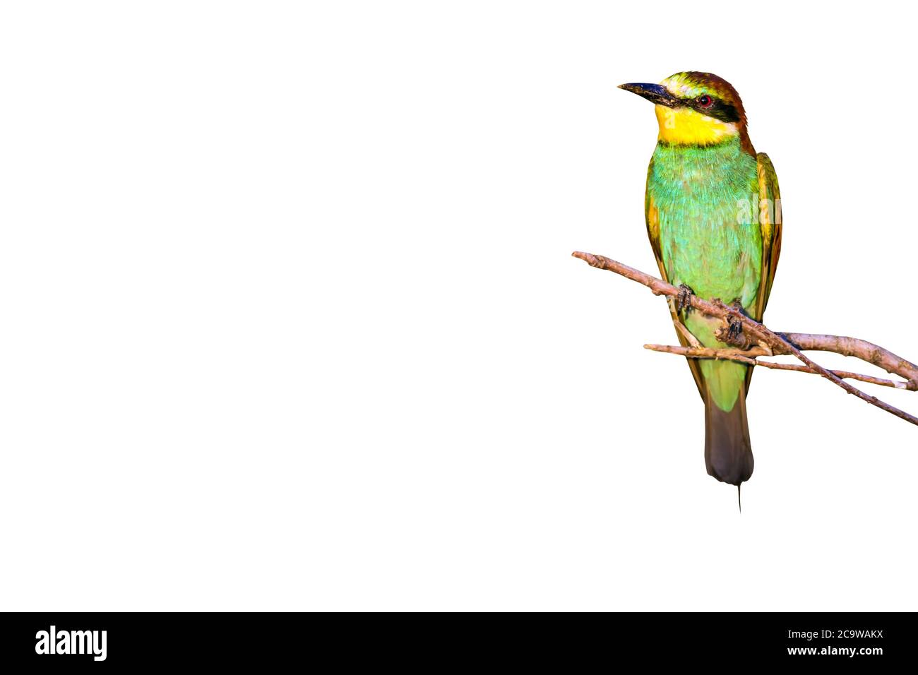 Farbenfroher Vogel. Isolierter Vogel und Zweig. Weißer Hintergrund. Vogel: Europäischer Bienenfresser. Merops apiaster. Stockfoto