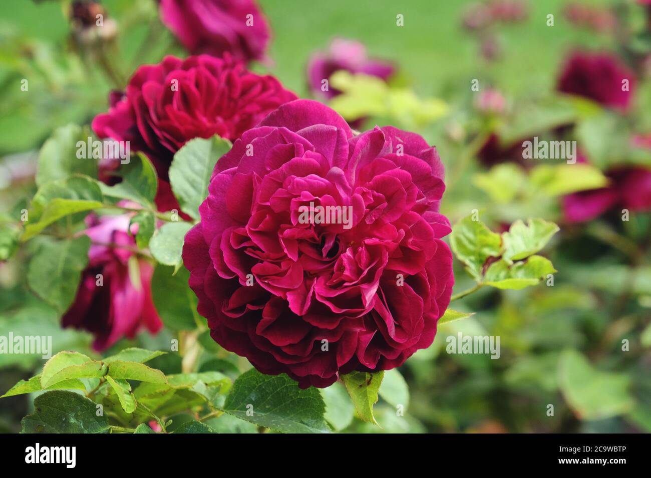 Die samtigen burgunderroten Rosen von rosa munstead Holz 'ausbernard' in Blüte Stockfoto