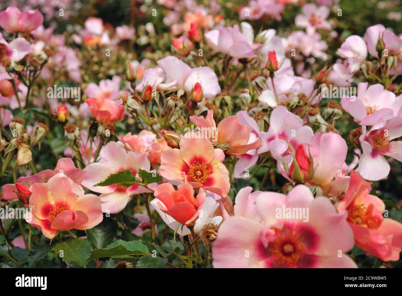 Die zarten Aprikosen- und Lachsnadelrosen von rosa für Ihre Augen nur 'Cheweyesup' in Blüte Stockfoto