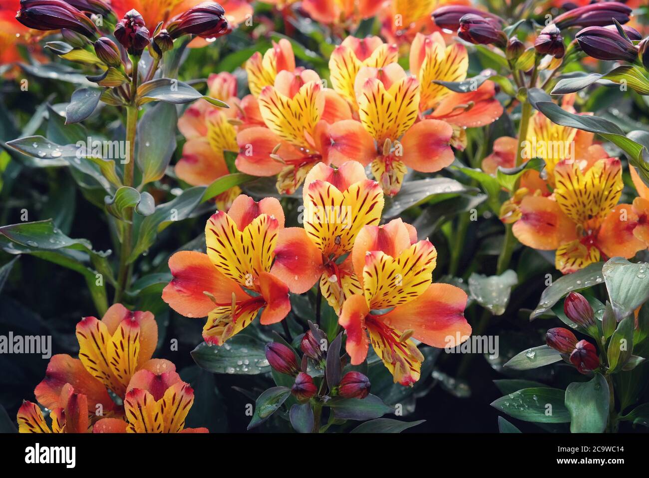 Exotisch aussehende Alstroemeria 'Indian Summer' (Peruanische Lilie) in Blüte Stockfoto
