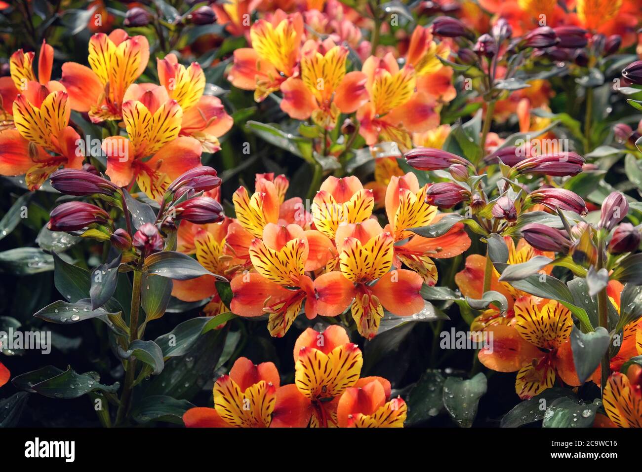 Exotisch aussehende Alstroemeria 'Indian Summer' (Peruanische Lilie) in Blüte Stockfoto