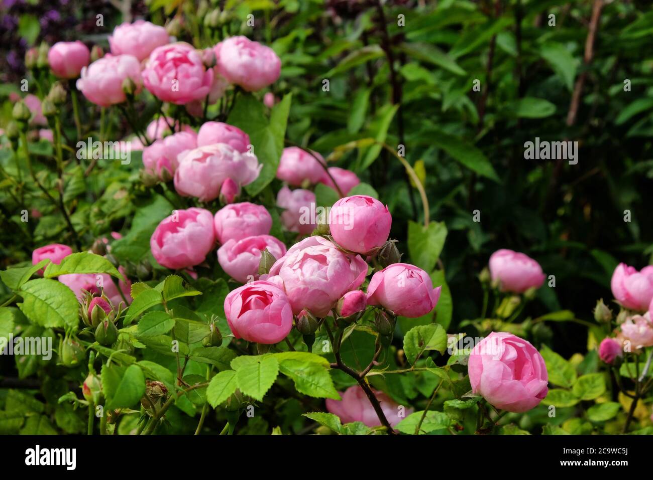 Hübsche rosa schalenrosa Bourbon Rose, rosa raubritter macrantha in Blüte Stockfoto