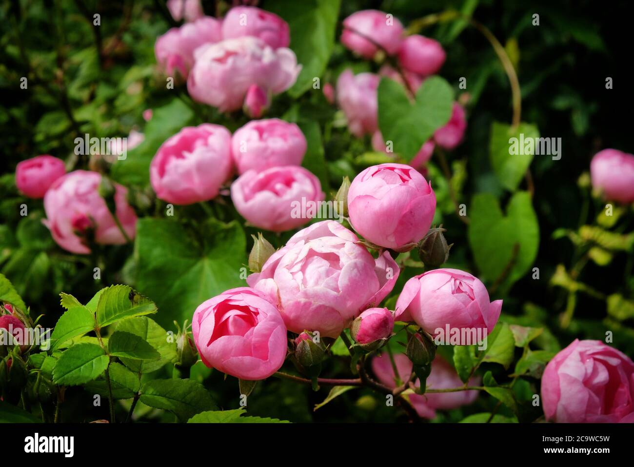 Hübsche rosa schalenrosa Bourbon Rose, rosa raubritter macrantha in Blüte Stockfoto