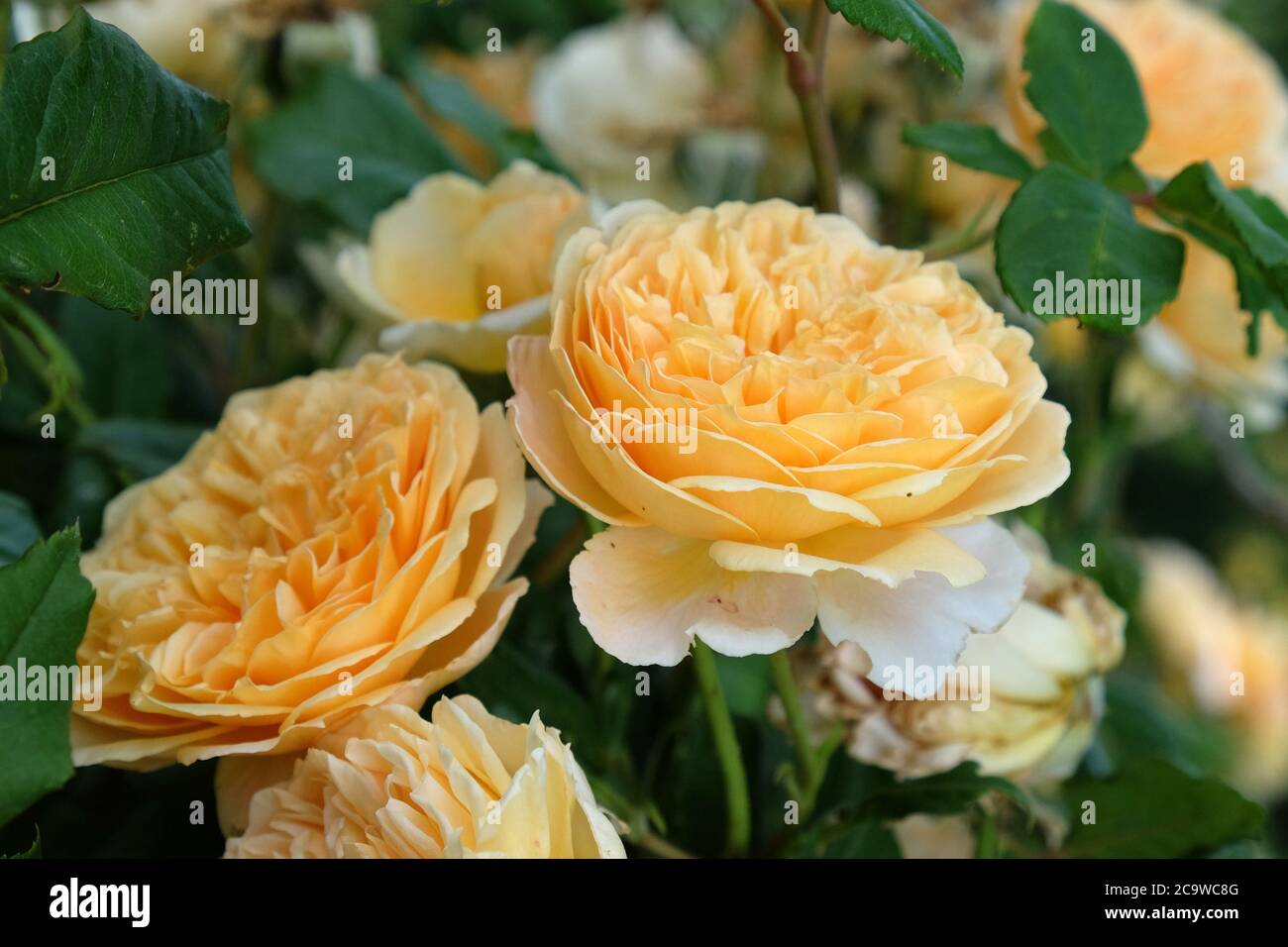 Pfirsichrose rosa 'Krone 'Prinzessin margareta auswinter' in Blüte Stockfoto