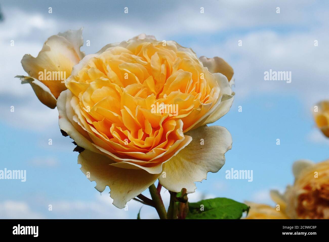 Pfirsichrose rosa 'Krone 'Prinzessin margareta auswinter' in Blüte Stockfoto