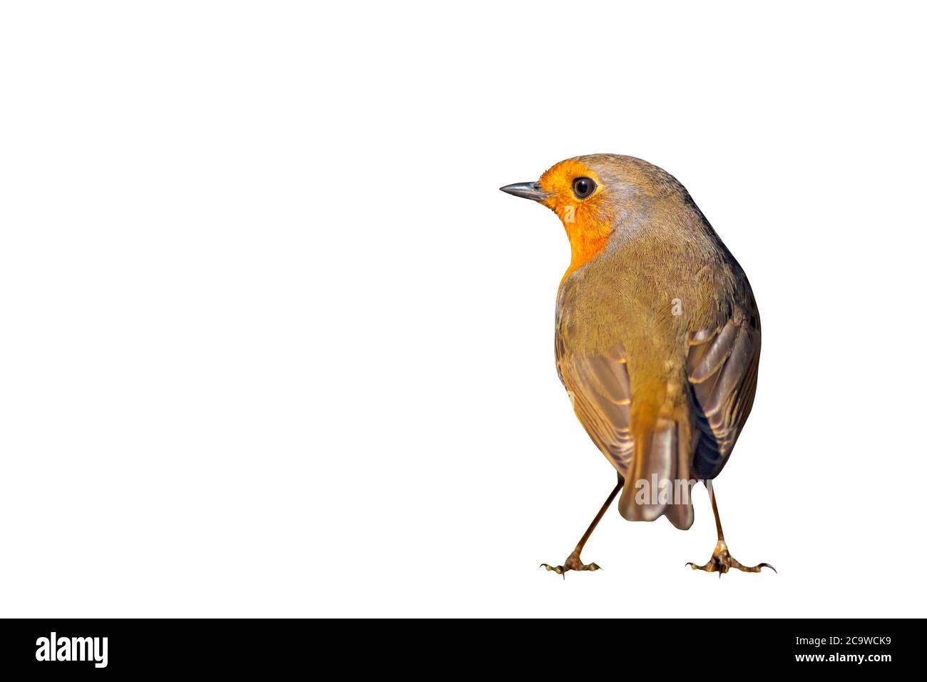 Isolierter Vogel. Niedlicher Vogelfreund. Weißer Hintergrund. Europäischer Robin. Erithacus rubecula. Stockfoto