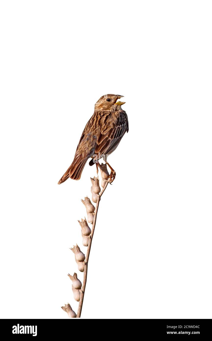 Vogelgesang. Isolierter Vogel. Weißer Hintergrund. Vogel: Maiskolben. Emberiza calandra. Stockfoto