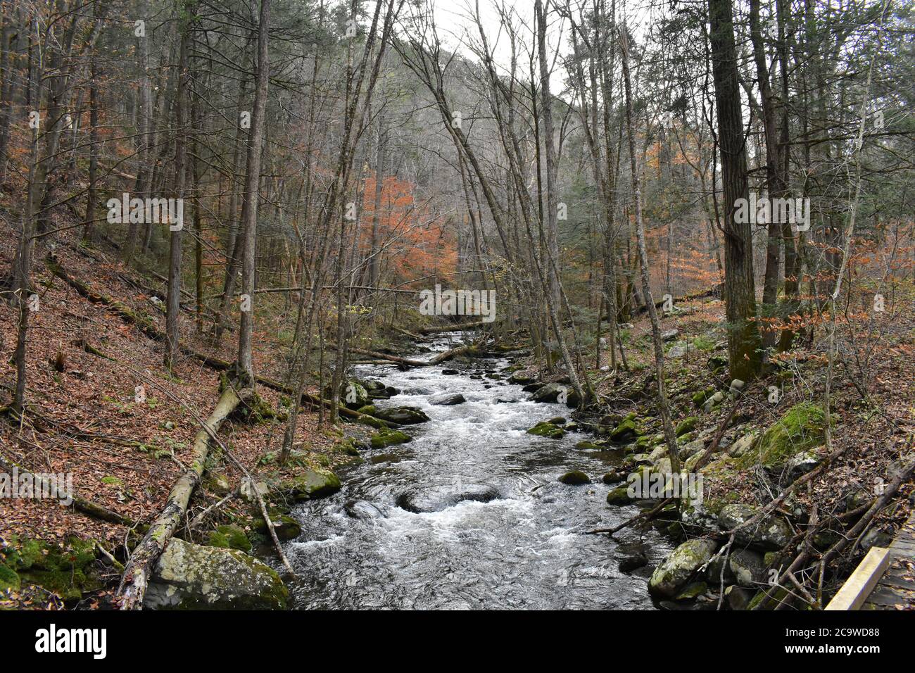 Ein schnell fließender Fluss in einem toten Herbstwald, umgeben von Laub Stockfoto
